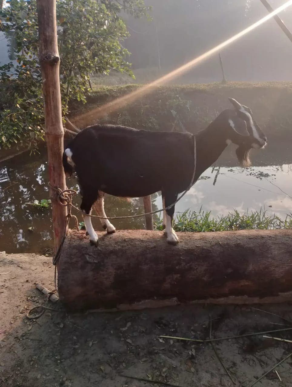 Livestock (Cow, Goat, Chicken) Donation